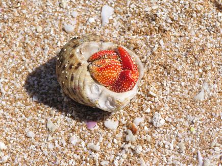 Hermit Crab all packed up